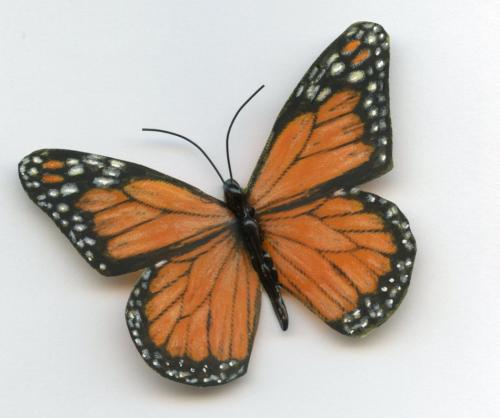 Butterfly009
